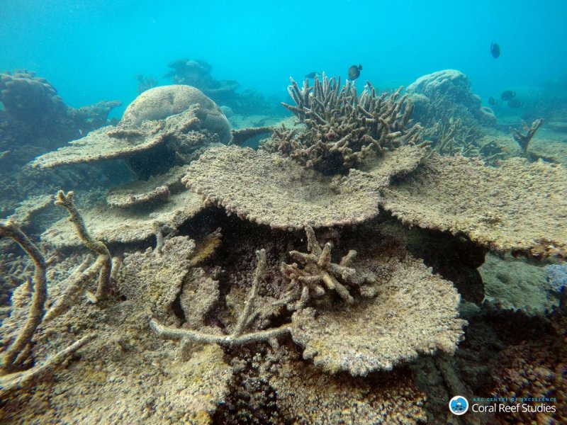 Dead table corals killed by bleaching on Zenith Reef, on the Northern Great Barrier Reef, November 2016.
(c) Greg Torda, ARC Centre of Excellence for Coral Reef Studies