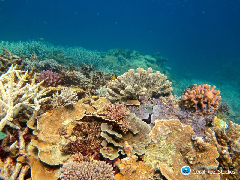 Healthy Coral in the Capricorn Group of Islands, Southern Great Barrier Reef, November 2016.
(c) Tory Chase, ARC Centre of Excellence for Coral Reef Studies