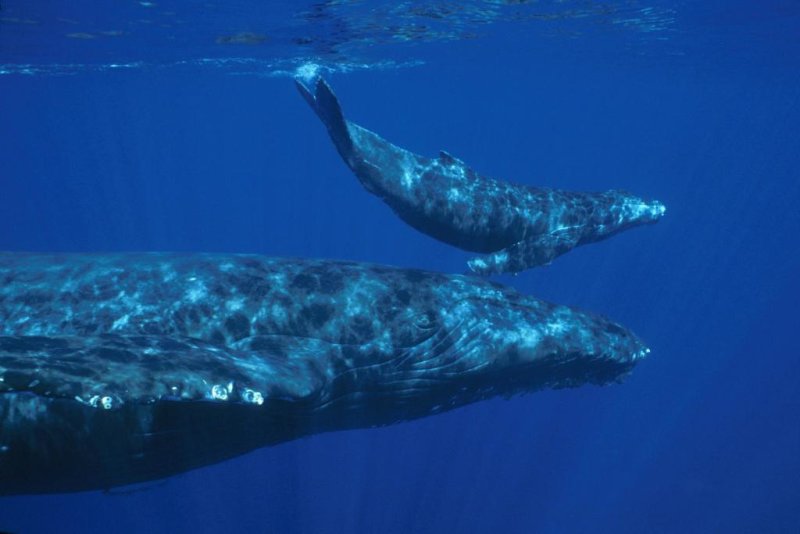 A humpback whale and its calf in NOAA