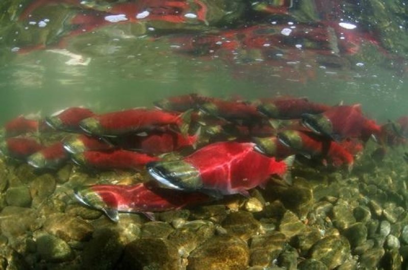 Natural Salmon, Alaska (c) Werner Thiele, SWAT Team