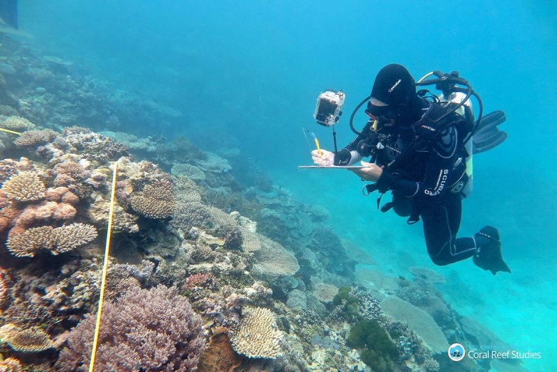 Researcher Grace Frank completing bleaching surveys along a transect line, One Tree Reef, Capricorn Group of Islands, Southern Great Barrier Reef, November 2016.
(c) Tory Chase, ARC Centre of Excellence for Coral Reef Studies