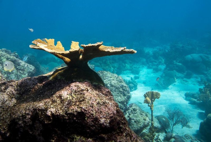 Outplanted elkhorn coral on Curaçao, by Paul Selvaggio