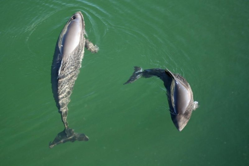 Harbour Porpoise mother with calf
(c) S.Koschinski