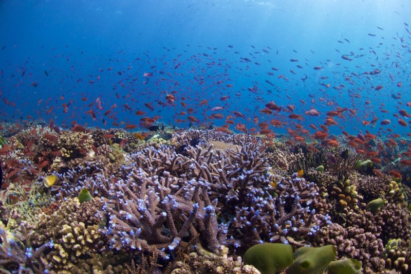 Hotspot of biodiversity: The Coral Triangle, Philippines, by Bart Shepherd