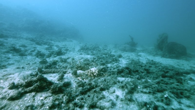 Devastated reef site with dead coral skeleton rubble, screenshot from SECORE – The Film, by Reef Patrol