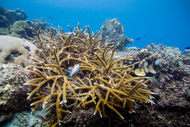 Natural staghorn coral batch, Curaçao, by Paul Selvaggio
