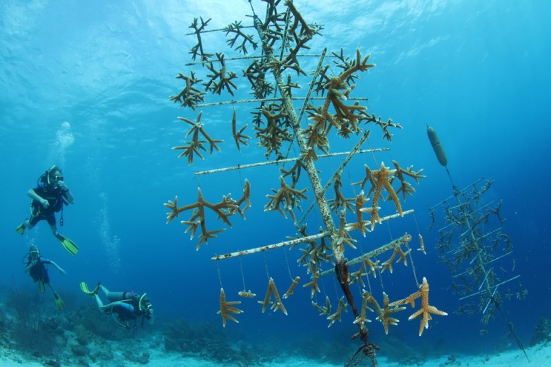 Staghorn coral fragments on tree-shaped nursery, by Pol Bosch