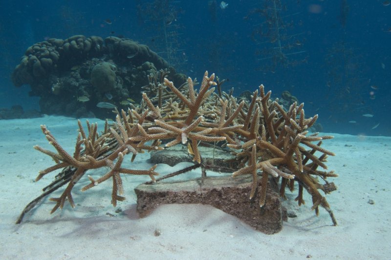 Transplanted staghorn corals on metal structure, by Pol Bosch