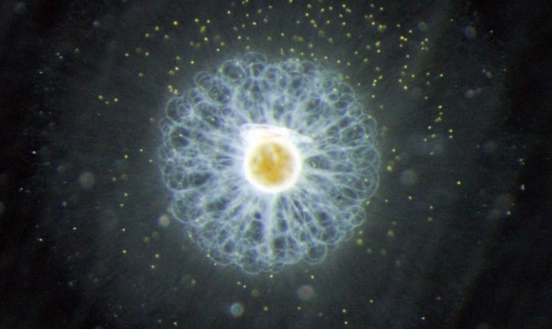 Thalassicolla caerulea, a unicellular planktonic organism.
(c) Tristan Biard, Scripps Institution of Oceanography, San Diego