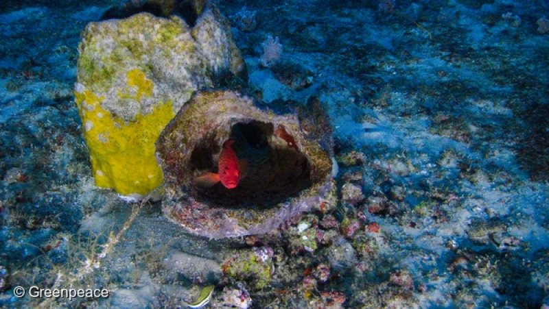 Amazon Reef photographed for the first time
(c) Greenpeace