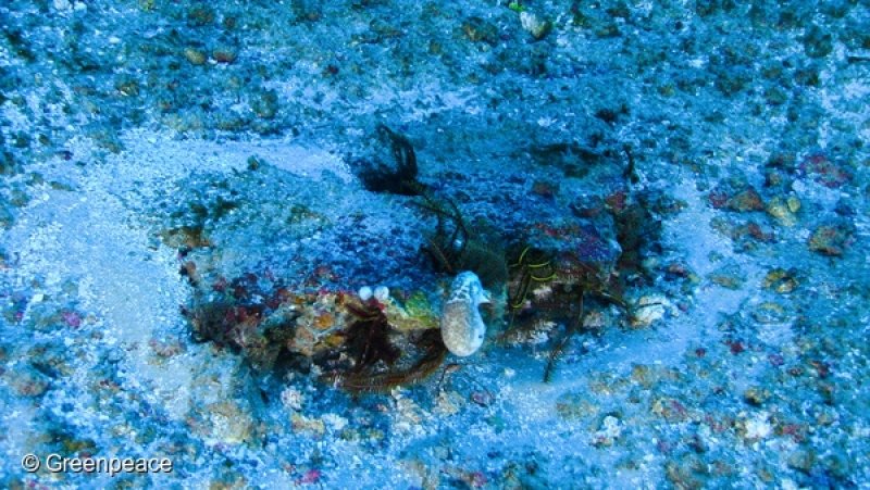 Amazon Reef photographed for the first time
(c) Greenpeace