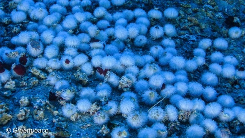 Amazon Reef photographed for the first time
(c) Greenpeace