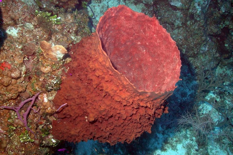 Amazon Reef photographed for the first time
(c) NOAA