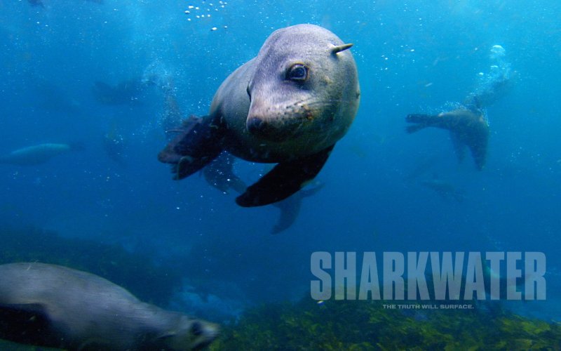 Scene from the movie Sharkwater
(c) Rob Stewart / Sharkwater