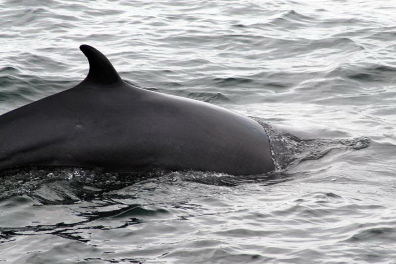 Minke whale in the Souther Ocean
(c) Regina Asmutis Silvia