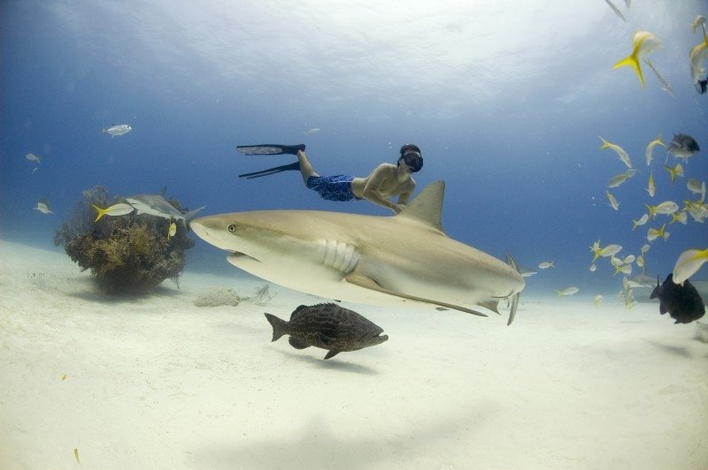 Rob Stewart free diving with Caribbean reef sharks. Freeport Bahamas. (c) Veruschka Matchett