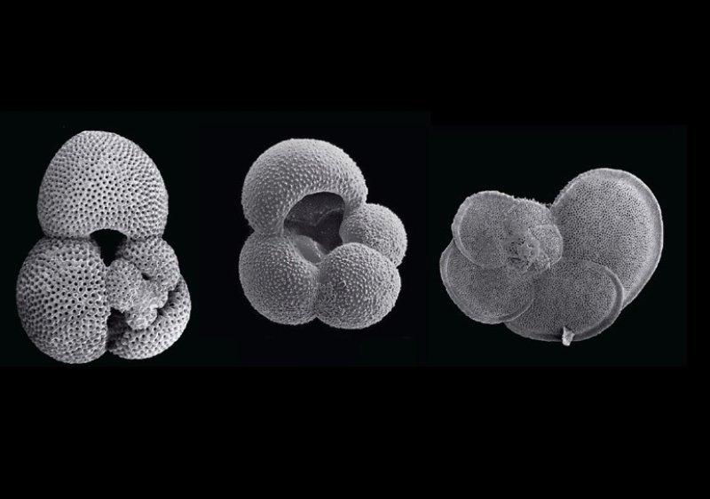 These planktonic microfossils (single-celled foraminifers) from oceanic sediments contain geochemical information that can allow us to reconstruct the oceanic boundary conditions