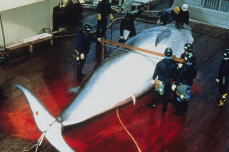 Whaling (c) Mark Votier/WDC