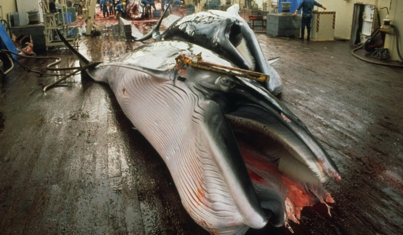 Whaling (c) Mark Votier/WDC