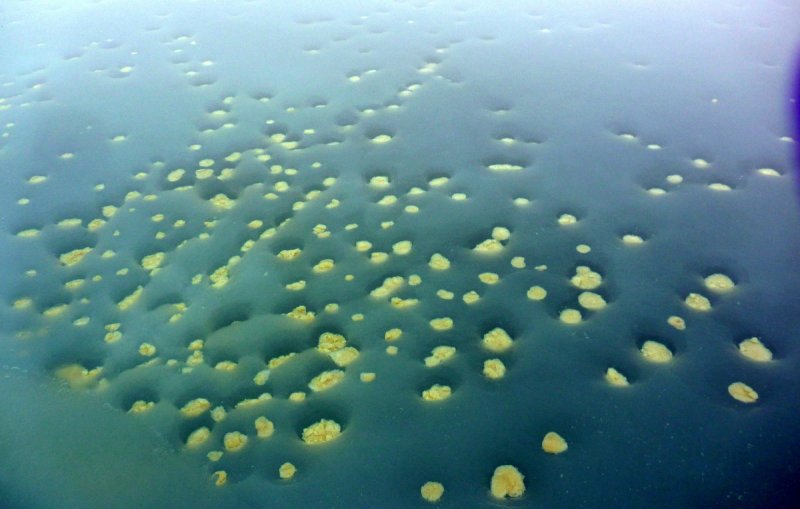 Remains of ice-algae, deposited at the bottom of a partially open melt pond.
(c) Mar Fernández-Méndez