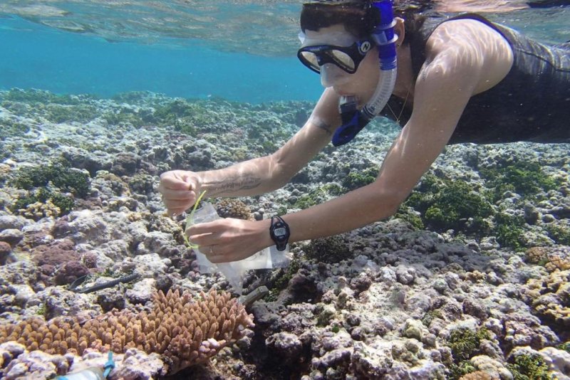Stanford graduate student Lupita Ruiz-Jones takes a sample from the corals near Ofu Island, American Samoa (c) Zack Gold