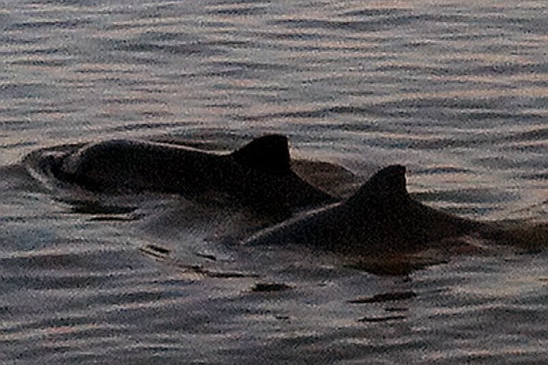 Harbour porpoises
(c) Sophia Wenger