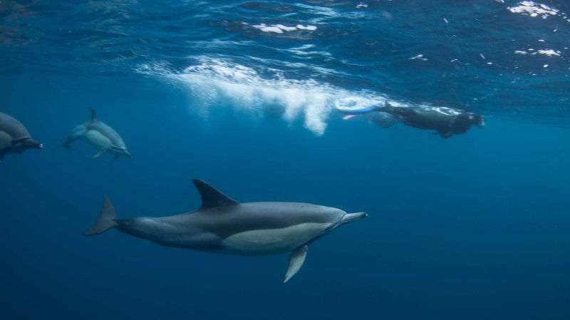 Sardine Run: Snorkelling with Dolphins
(c) Rainer Schimpf
