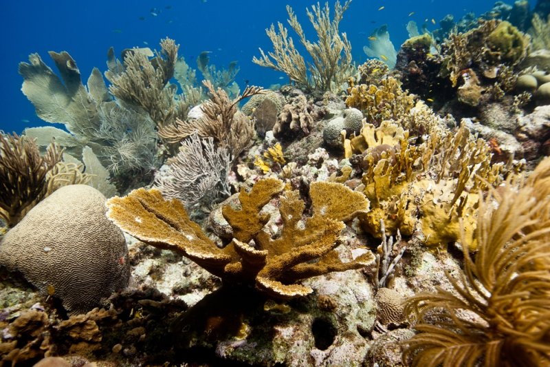 Caribbean reef site, Eastpoint Curaçao, photo Paul Selvaggio
