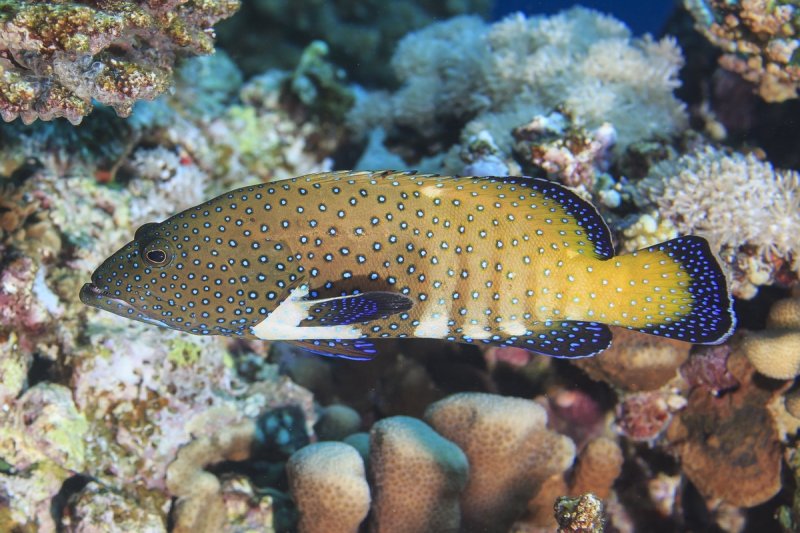 Fish similar to this peacock grouper, which have relatively small home ranges, will be well protected within the new Palikir Pass MPA.
(c) Tane Sinclair-Taylor