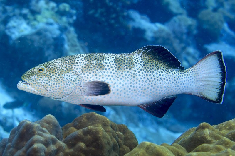 The Palikir Pass marine protected area includes an important spawning aggregation for squaretail coralgrouper.
(c) Tane Sinclair-Taylor