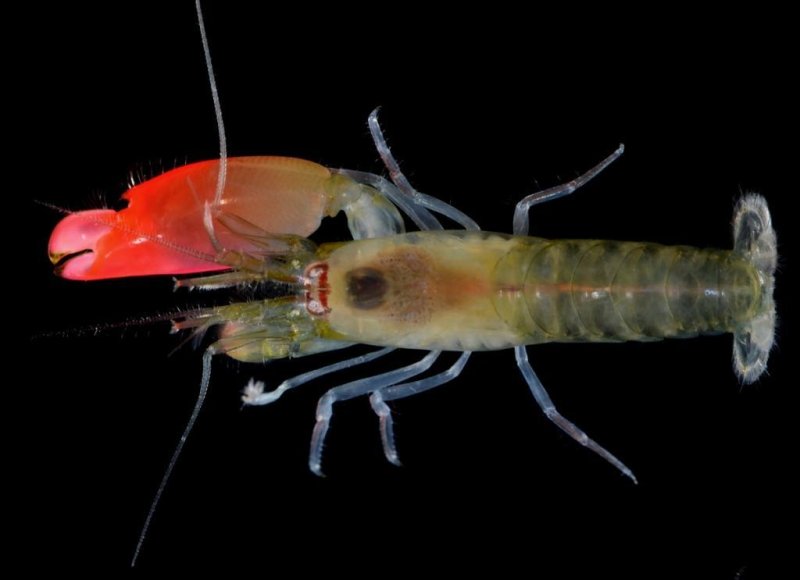 The newly discovered species of pistol shrimp: Synalpheus pinkfloydi
(c) Arthur Anker