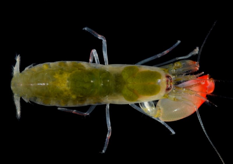 The newly discovered species of pistol shrimp: Synalpheus pinkfloydi
(c) Arthur Anker