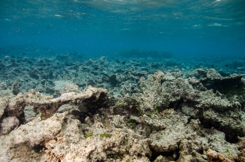 Dead reef on Guam, photo Mike McCue