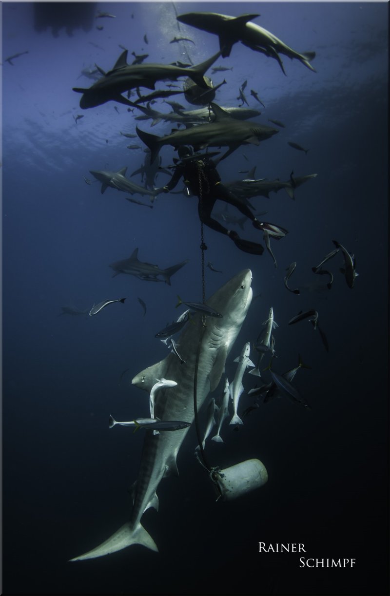 Sharks everywhere (c) Rainer Schimpf