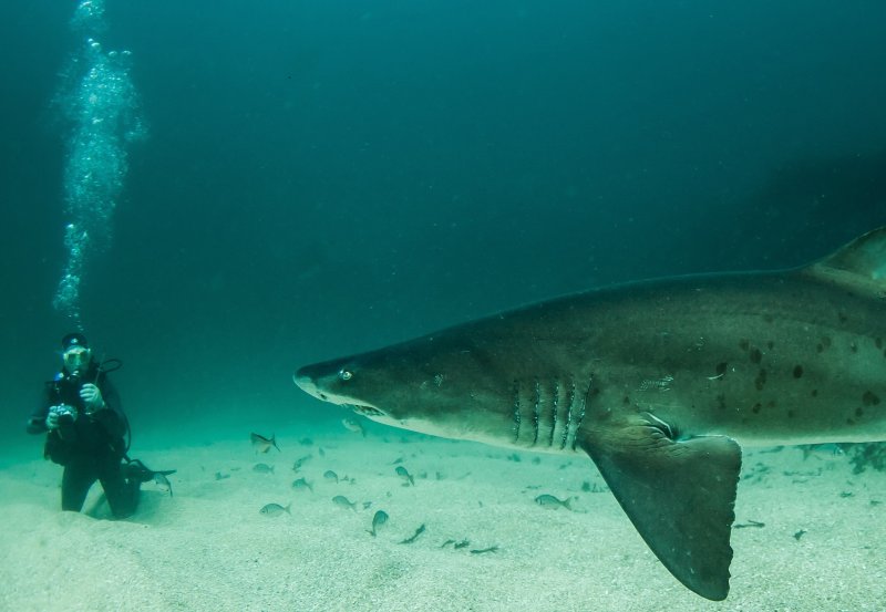 Sand tiger shark
(c) Rainer Schimpf