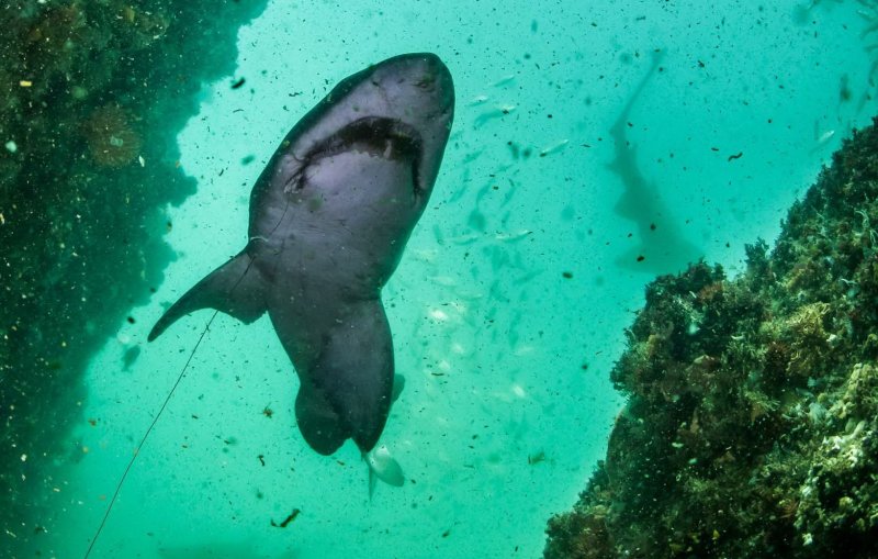 Sand tiger shark swimming around with a hook and line in his mouth (c) Rainer Schimpf
