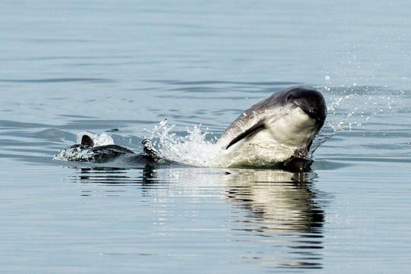 Harbour porpoises (c) Charlie Phillips