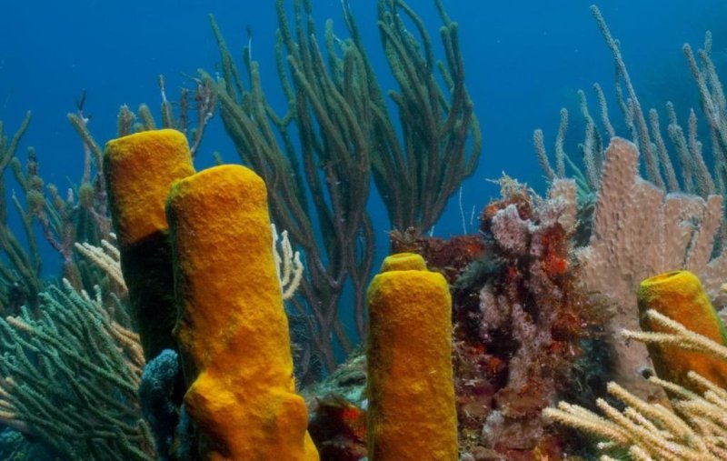 About half of atmospheric carbon dioxide is fixed by ocean