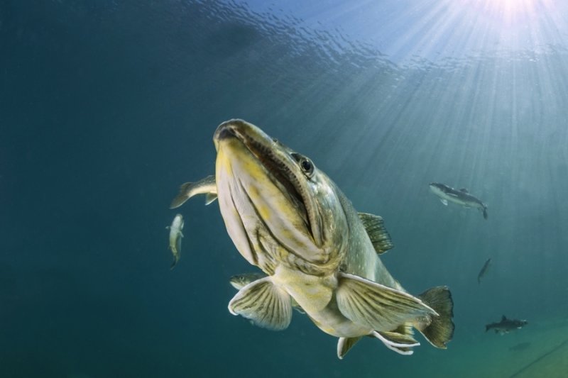 Diving Lake "Grüblsee" in Upper Styria
(c) Michael Weberberger
