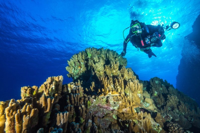 About half of atmospheric carbon dioxide is fixed by ocean