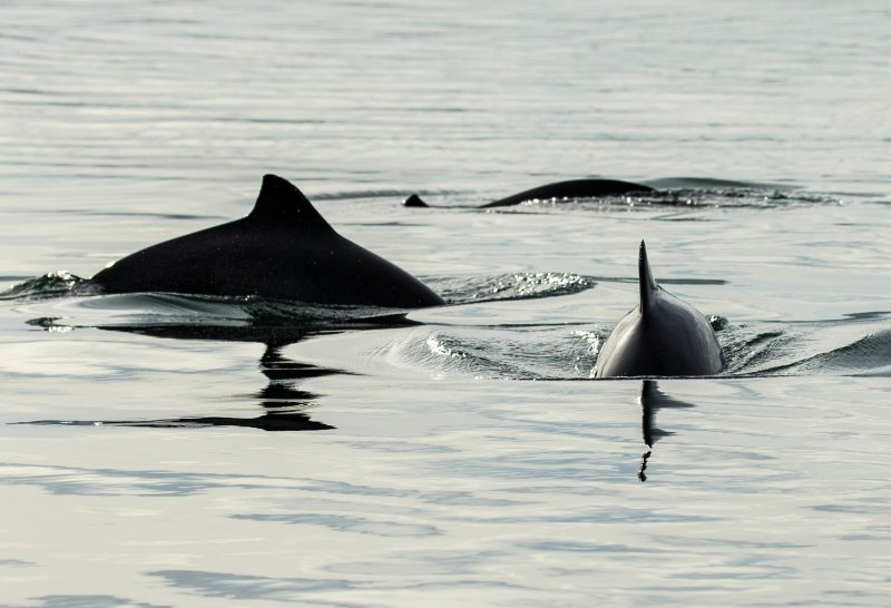 Harbour porpoises (c) Charlie Phillips