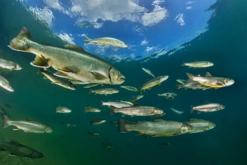 Diving Lake "Grüblsee" in Upper Styria
(c) Michael Weberberger