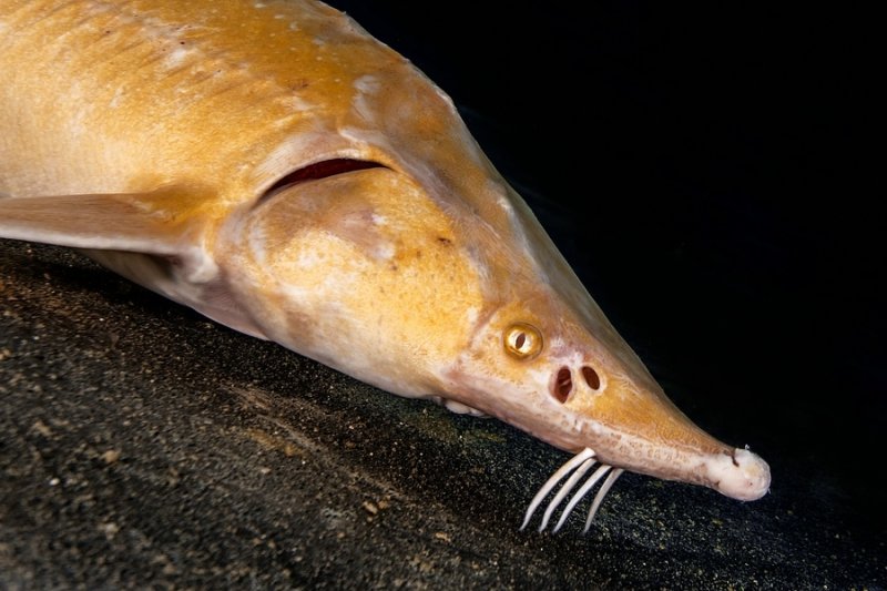 You will also meet sturgeons under water, the largest of which are 180 cm long.
(c) Michael Weberberger