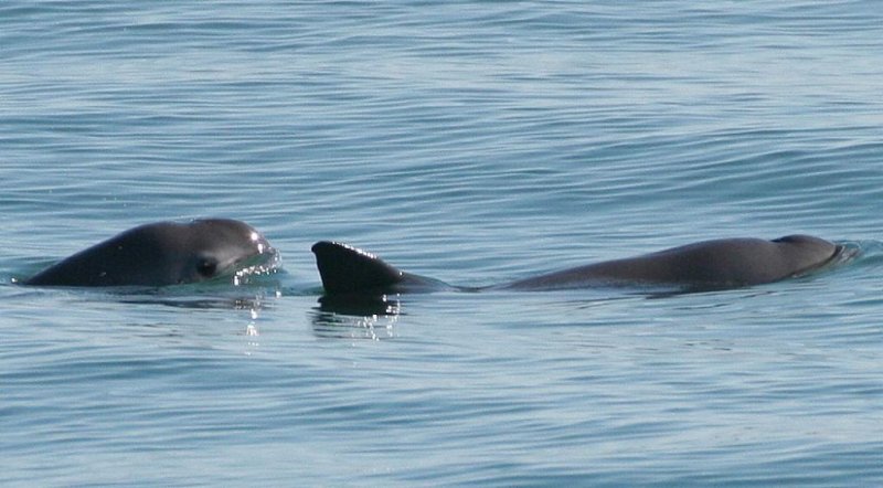 Vaquitas in the Gulf of Mexico
(c) NOAA