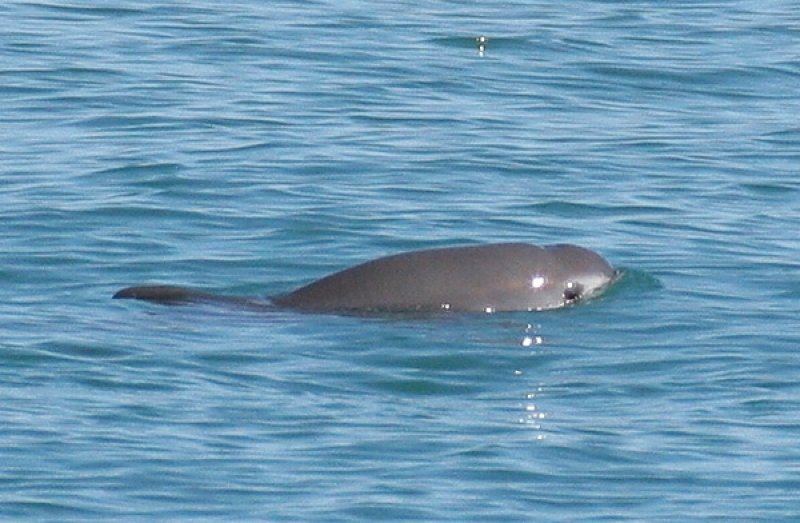 Vaquitas in the Gulf of Mexico
(c) NOAA