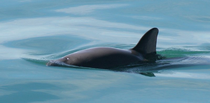 Vaquitas in the Gulf of Mexico
(c) NOAA