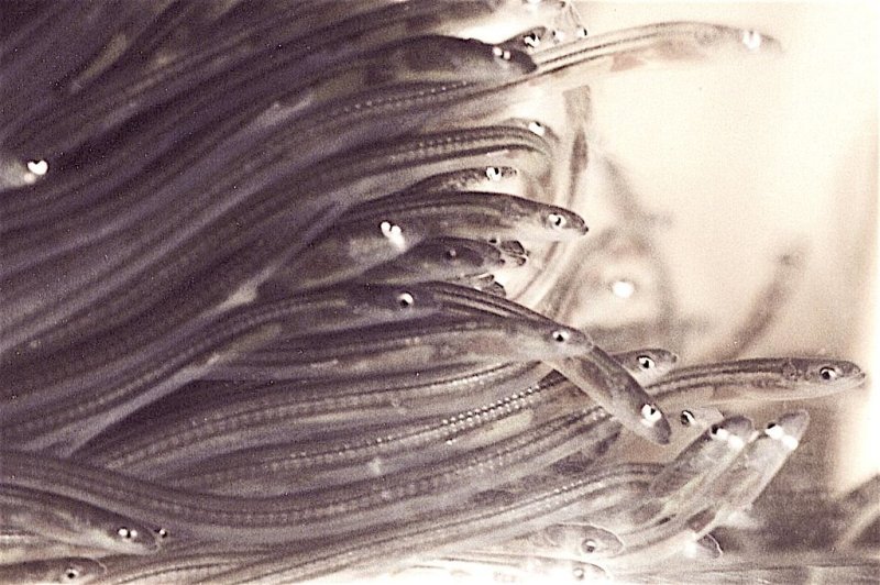Glass eels at the transition from ocean to fresh water © Wikipedia, Uwe Kils