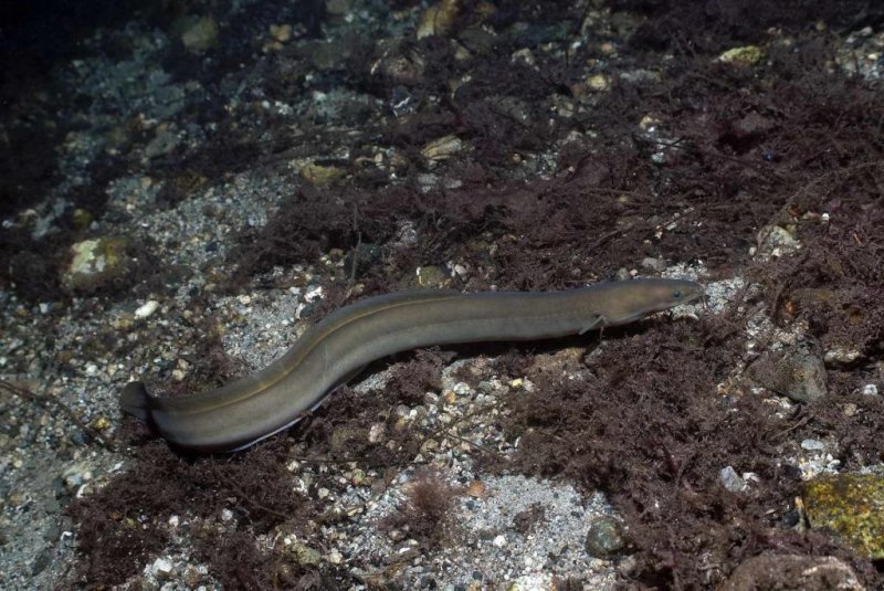 European eel
(c) Erling Svensen, WWF