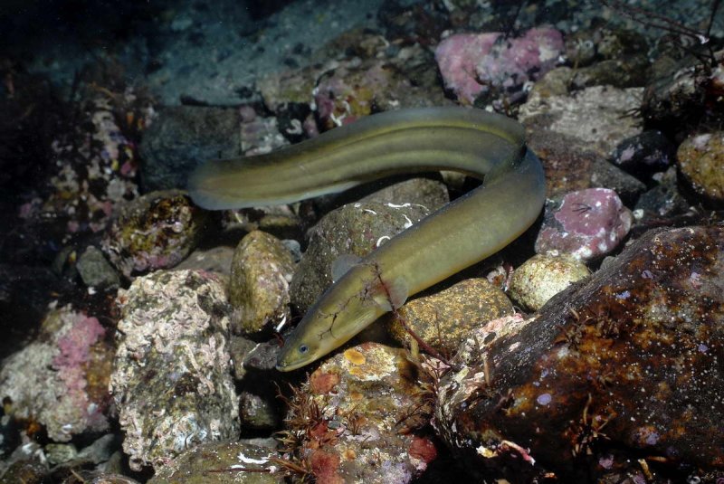 European eel
(c) Erling Svensen, WWF