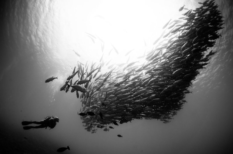 Fish school at Mary Island (c) Steve Jones